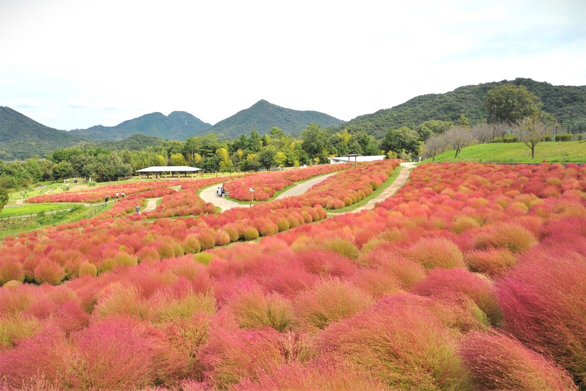 香川県「国営讃岐まんのう公園」で、コキアやコスモスが彩る『秋！色どりフェスタ2024』9/14より開催