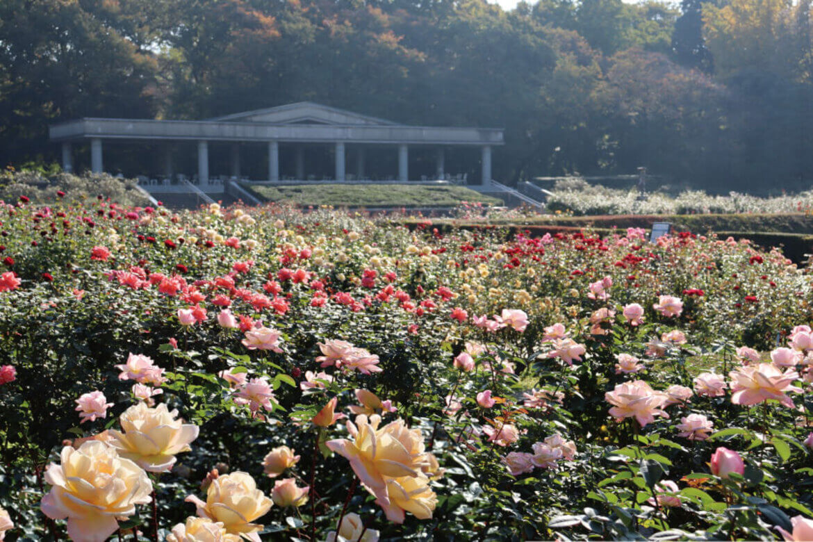 神代植物公園「秋のバラフェスタ」、秋バラの最盛期に合わせて10/8〜11/17開催