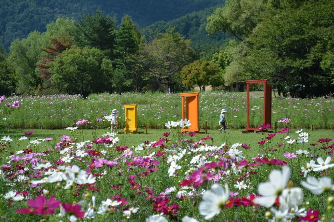 国営アルプスあづみの公園「秋・コスモスの花フェスタ」開催中、コスモスが間もなく見頃