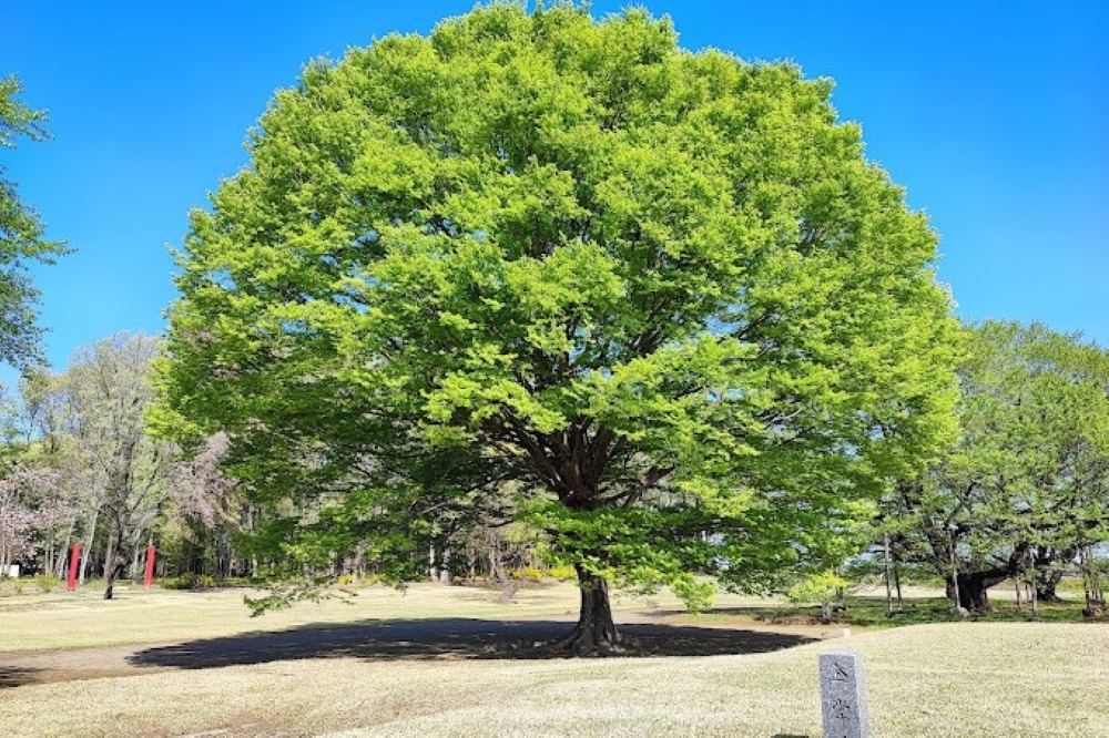 下野国分尼寺跡