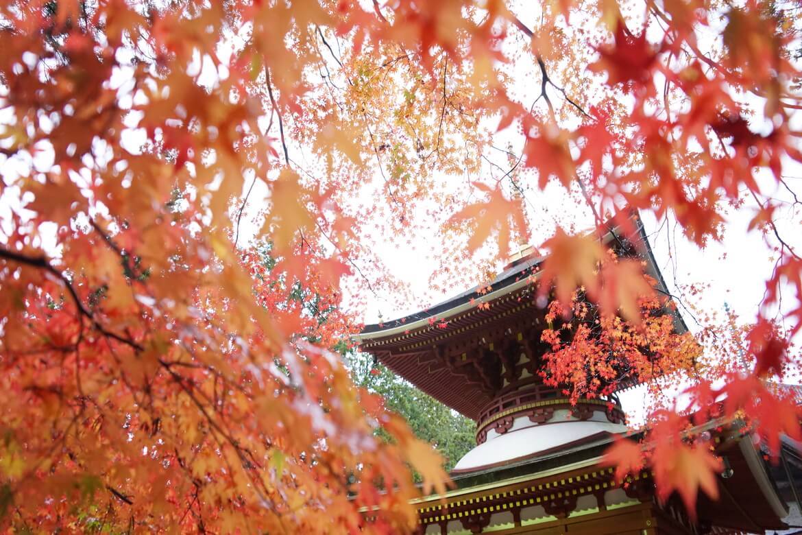 【和歌山県】歴史ある寺社と紅葉に酔いしれる「高野山」