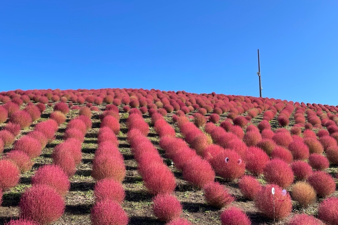 滋賀「びわこ箱館山」で8,000株の紅葉コキアが見頃！秋を彩るお花畑