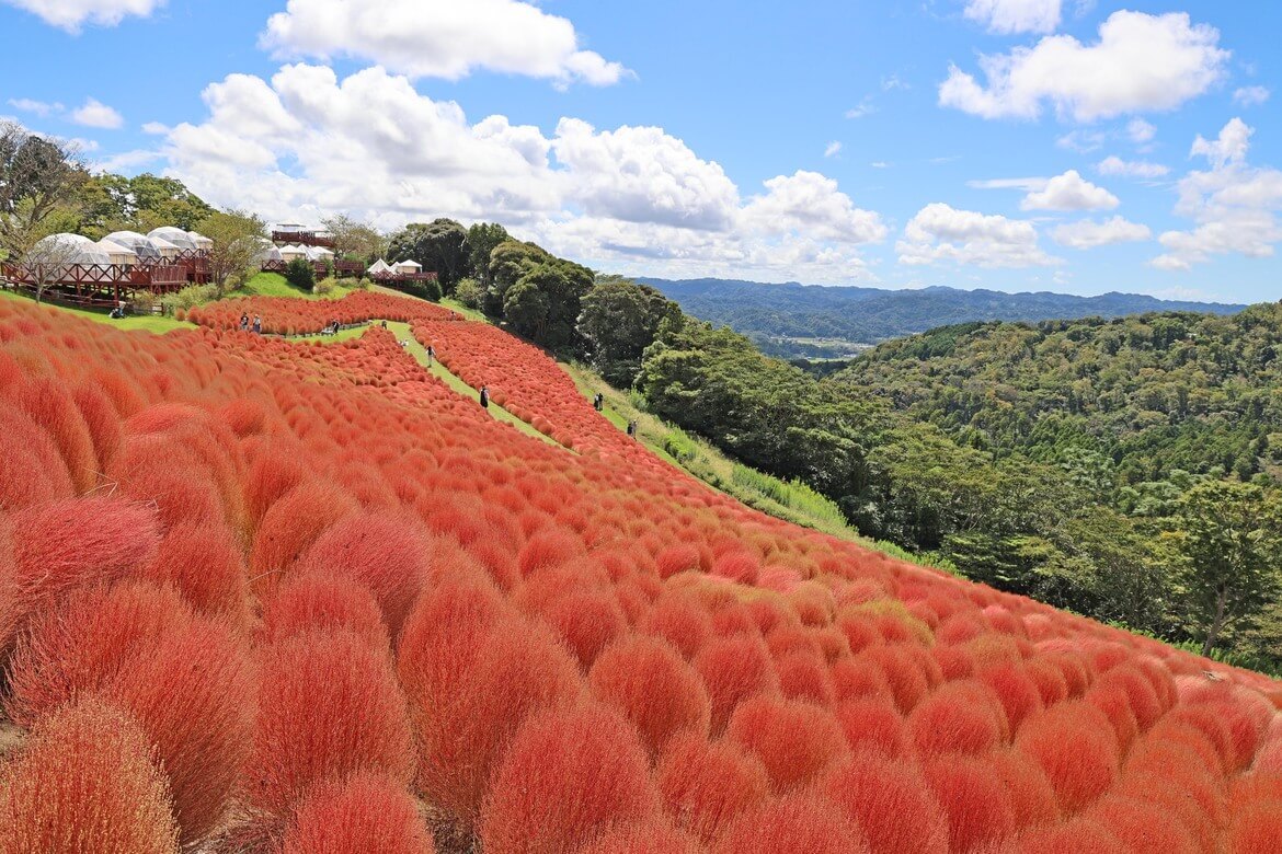 千葉県「マザー牧場」、約8,000株の紅葉コキアが間もなく見頃