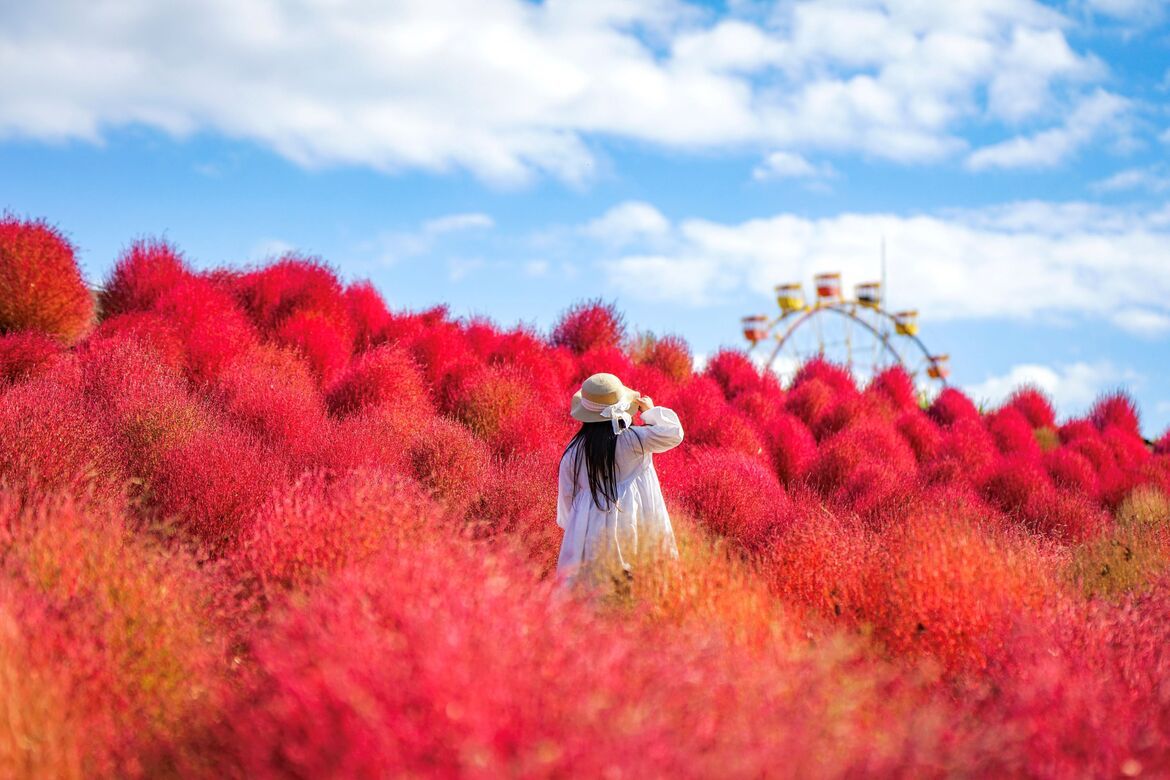 東京ドイツ村で、秋の花が見頃！一面を赤く染めるコキアやケイトウも