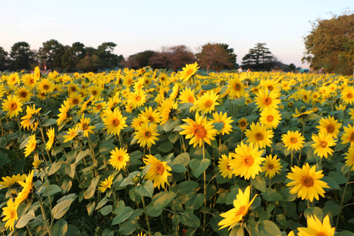 神奈川県寒川町に咲く13万本のひまわりの絶景「さむかわ冬のひまわり」開催！ひまわりの摘み取り体験も