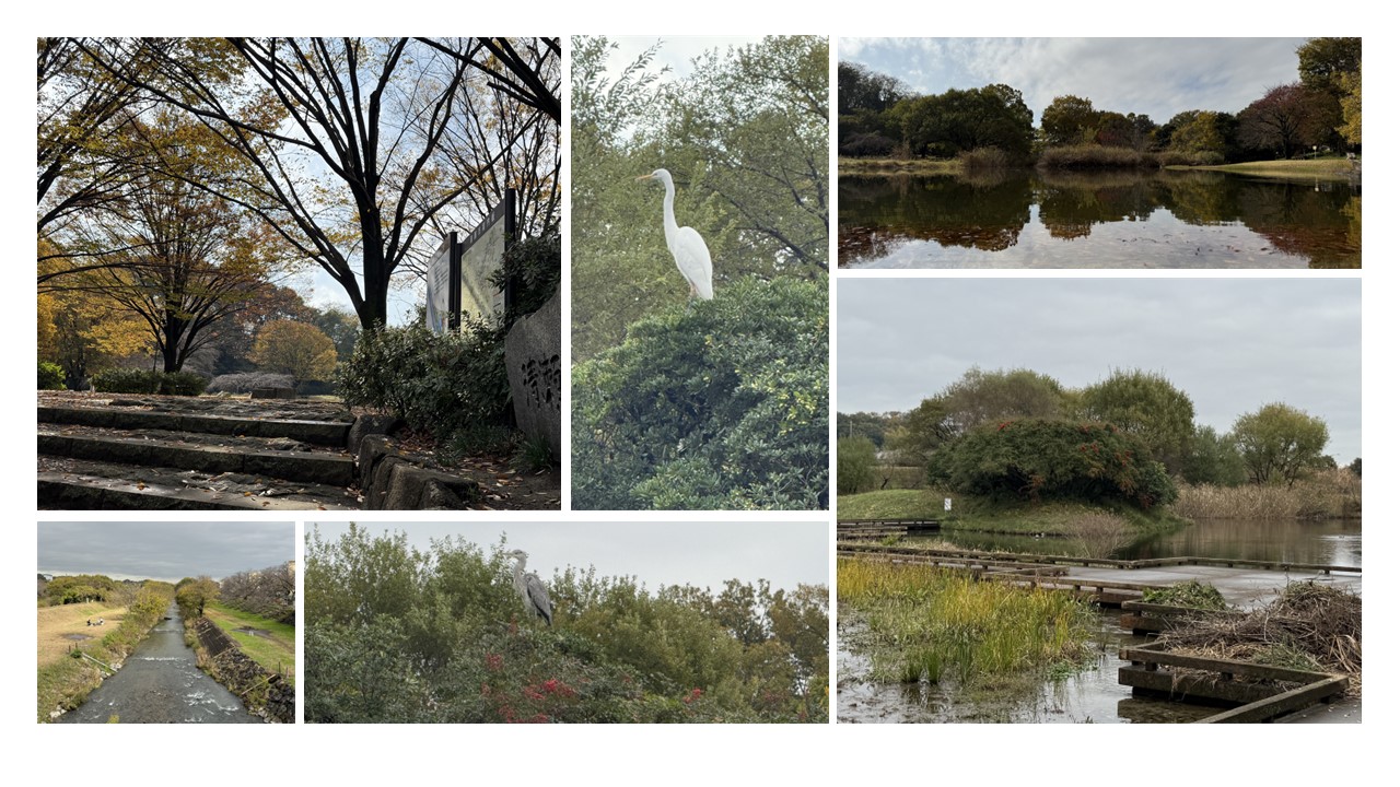 清瀬金山緑地公園