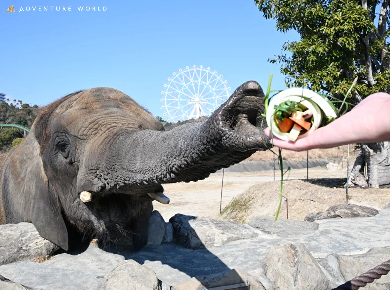 ～動物たちの無病息災を願って～アドベンチャーワールド開園時から暮らすアフリカゾウに手作り恵方巻をプレゼント！