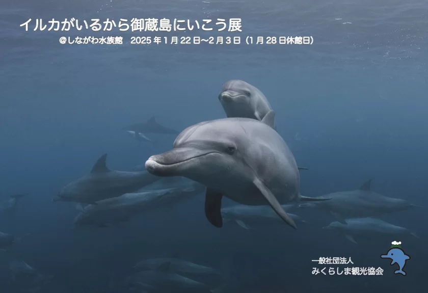 しながわ水族館「イルカがいるから御蔵島にいこう展」 1月22日(水)～2月3日(月)開催！