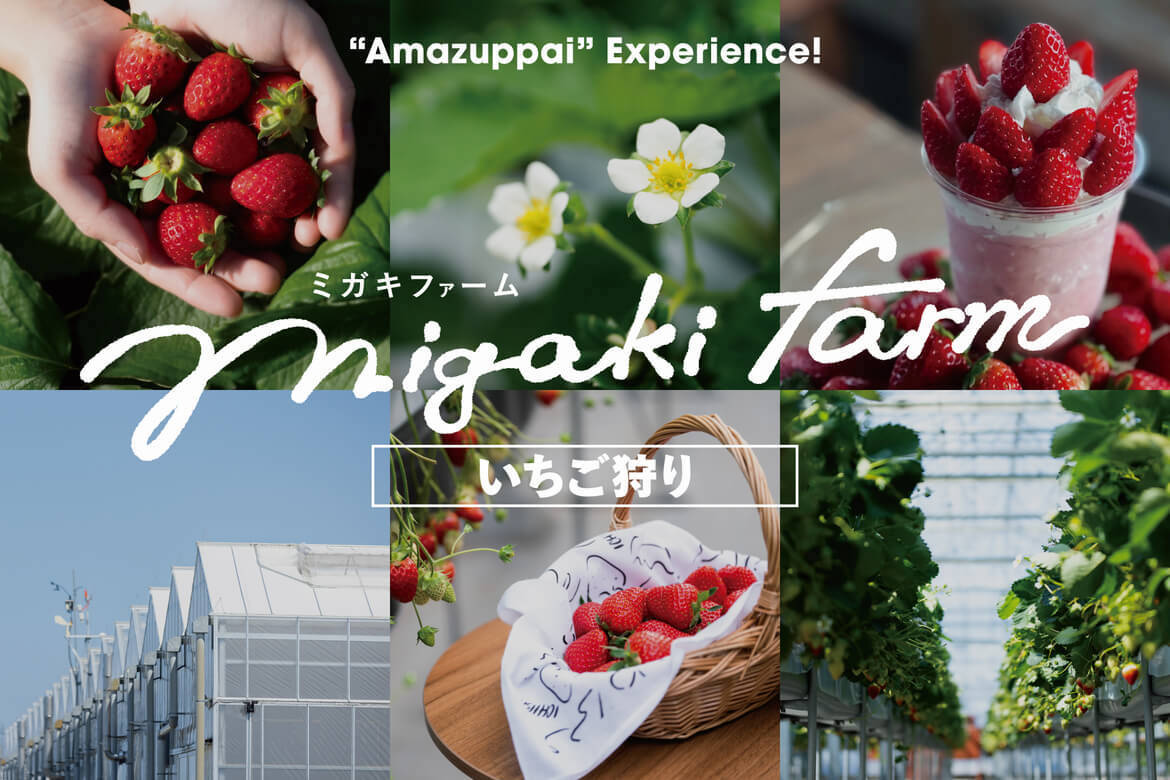 宮城県山元町のいちご狩り施設「MIGAKI FARM」リニューアルオープン！いちごを通じた、新たな発見・体験・交流の場へ