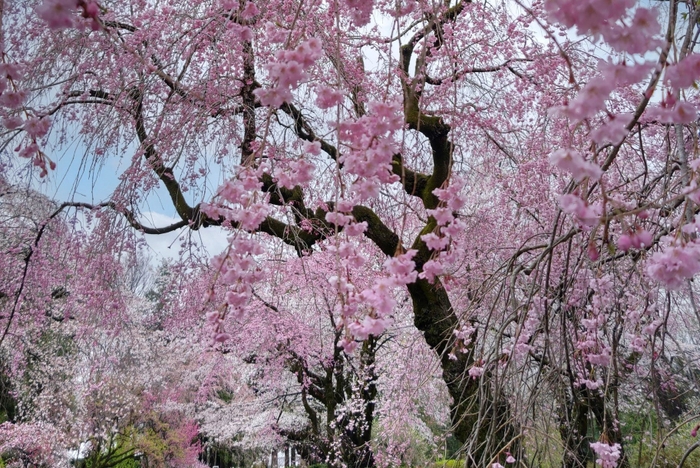 神代植物公園「春の催し～東風吹(こちふ)かば 春を愉しむ～」開催