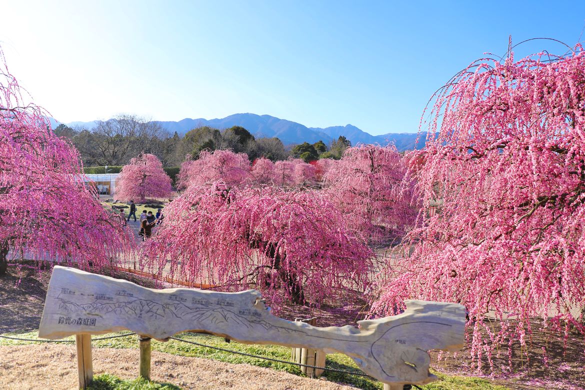 日本最古の呉服しだれ「天の龍」「地の龍」をはじめ約200本の梅の名木が立ち並ぶ絶景「鈴鹿の森庭園」は3月中旬からが見頃。ライトアップも実施中。